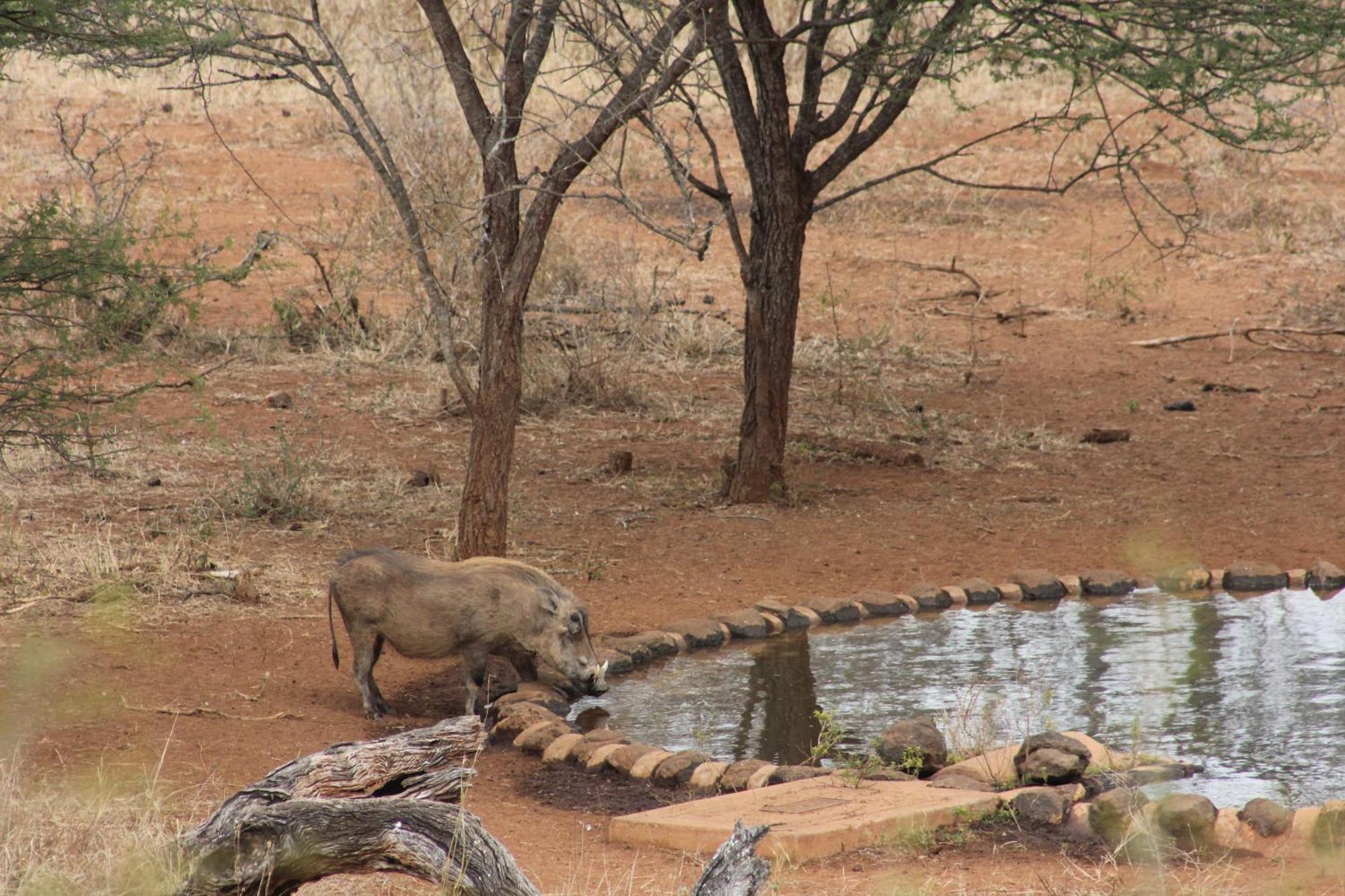 Khaya Ndlovu Safari Manor Hoedspruit